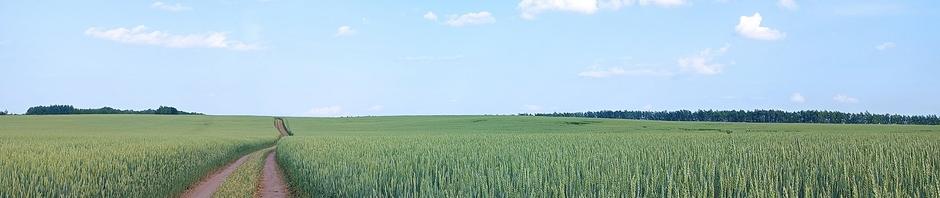 Аллея деревьев